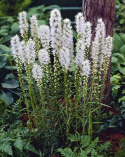 Perene: Liatris spicata - beli - sadnice